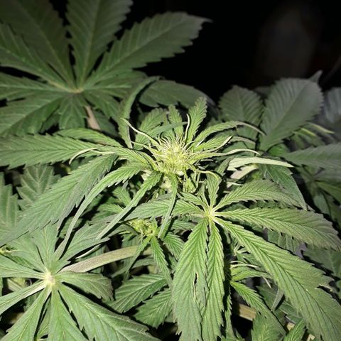 BLACK DOM XXL AUTO growlog photo: Lindaaaa