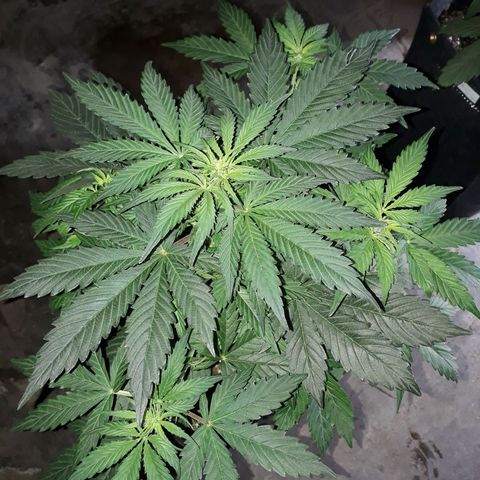Moby D Auto XXL growlog timeline photo