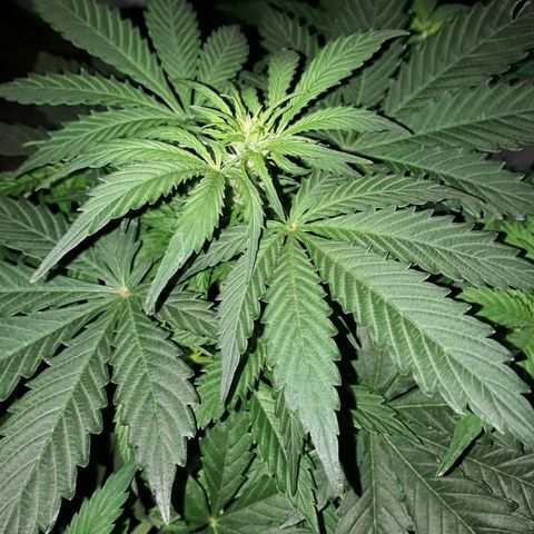 Moby D Auto XXL growlog timeline photo