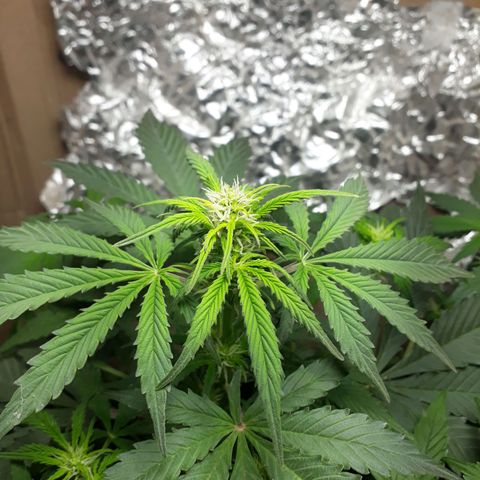 Moby D Auto XXL growlog timeline photo
