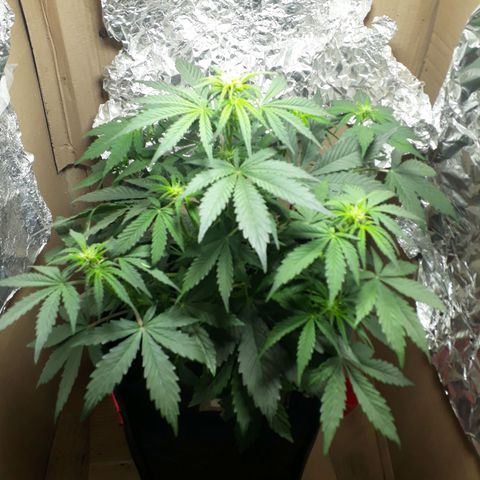 Moby D Auto XXL growlog timeline photo