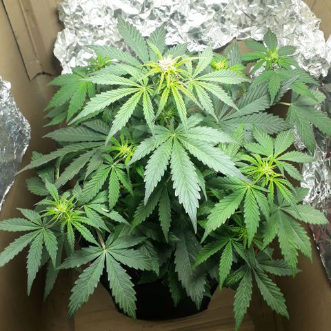Moby D Auto XXL growlog timeline photo