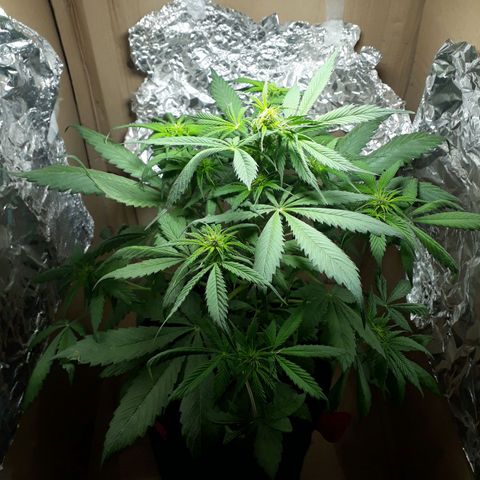 BLACK DOM XXL AUTO growlog timeline photo
