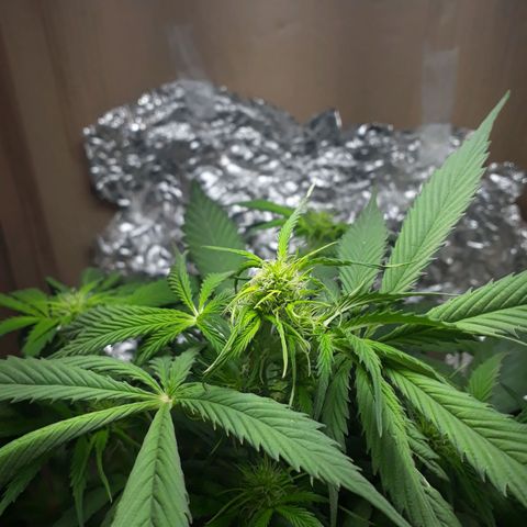 BLACK DOM XXL AUTO growlog timeline photo