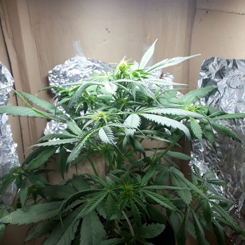 BLACK DOM XXL AUTO growlog timeline photo