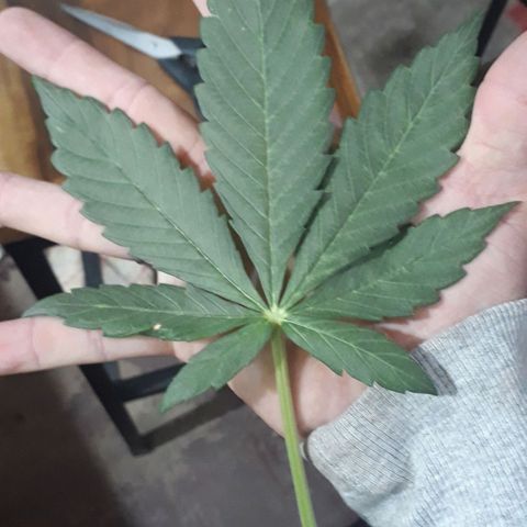 BLACK DOM XXL AUTO growlog photo: Corte de las hojas grandes,vamos a ver que pasa