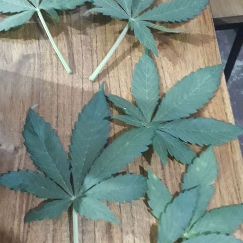 BLACK DOM XXL AUTO growlog photo: Corte de las hojas grandes,vamos a ver que pasa