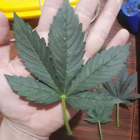 Moby D Auto XXL growlog photo: Corte de las hojas mas grande, vamos a ver que pasa...