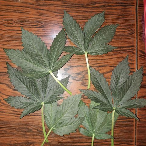 Moby D Auto XXL growlog photo: Corte de las hojas mas grande, vamos a ver que pasa...