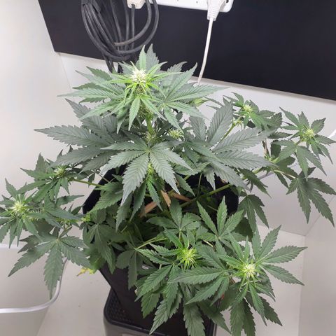 Moby D Auto XXL growlog photo: Que bonitaaaaa