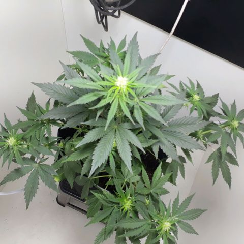 Moby D Auto XXL growlog photo: Que bonitaaaaa