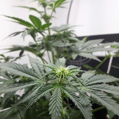 Moby D Auto XXL growlog photo: Que bonitaaaaa