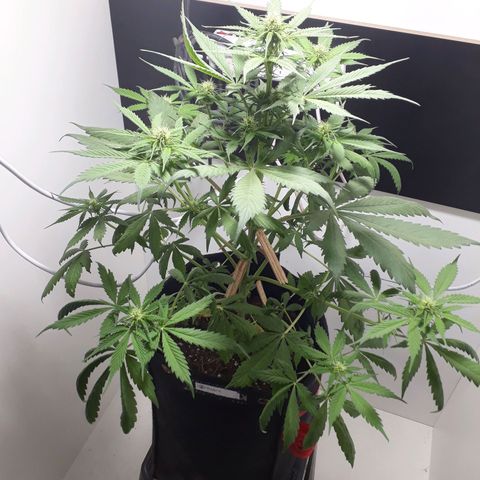 BLACK DOM XXL AUTO growlog photo: Va va va vaaaa