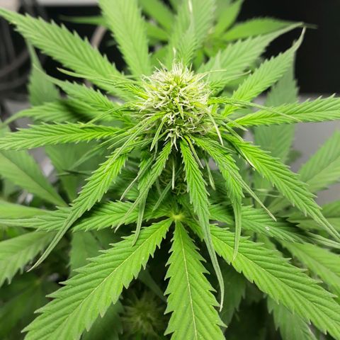 BLACK DOM XXL AUTO growlog photo: Va va va vaaaa