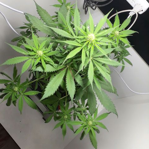 BLACK DOM XXL AUTO growlog photo: Va va va vaaaa