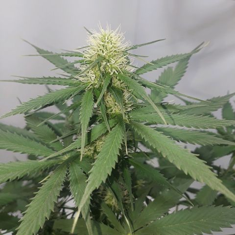 BLACK DOM XXL AUTO growlog photo: Hermosas puntitas viene sacando... 