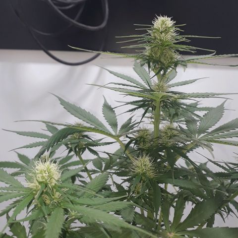 BLACK DOM XXL AUTO growlog photo: Hermosas puntitas viene sacando... 