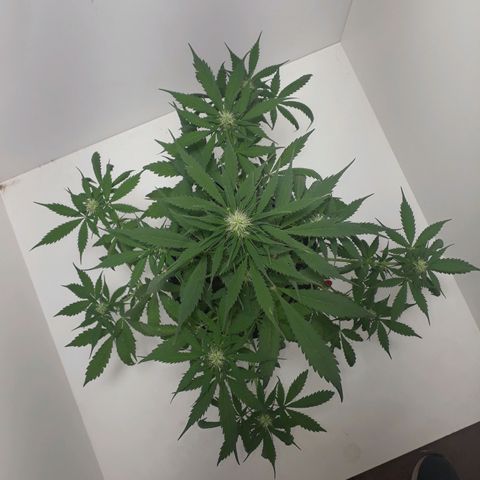 BLACK DOM XXL AUTO growlog photo: Hermosas puntitas viene sacando... 