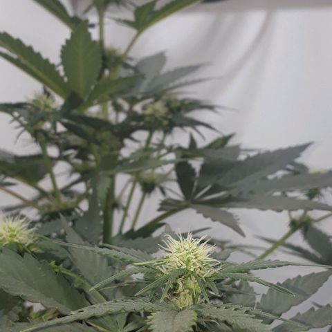 Moby D Auto XXL growlog photo: Presenta una hoja media amarillenta, pero viene bien! 