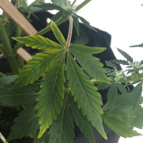 Moby D Auto XXL growlog photo: Presenta una hoja media amarillenta, pero viene bien! 