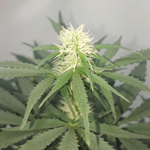 Moby D Auto XXL growlog photo: Presenta una hoja media amarillenta, pero viene bien! 