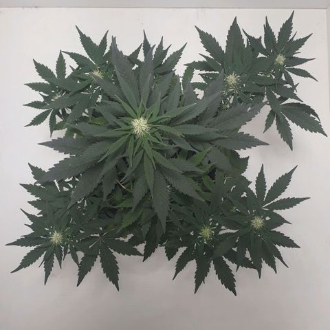 Moby D Auto XXL growlog photo: Presenta una hoja media amarillenta, pero viene bien! 