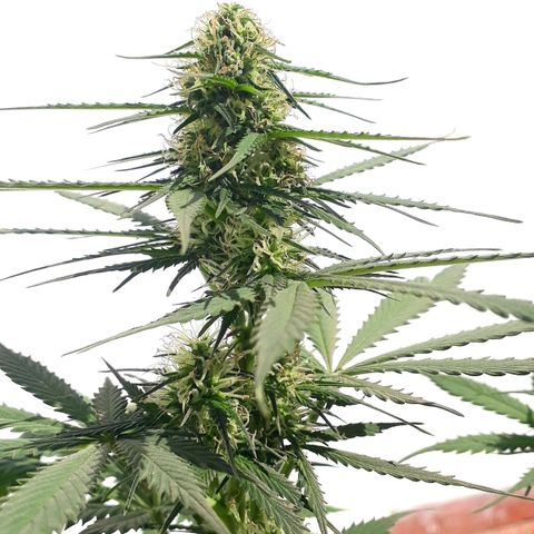BLACK DOM XXL AUTO growlog photo: Florece felizmente 😊😊😊