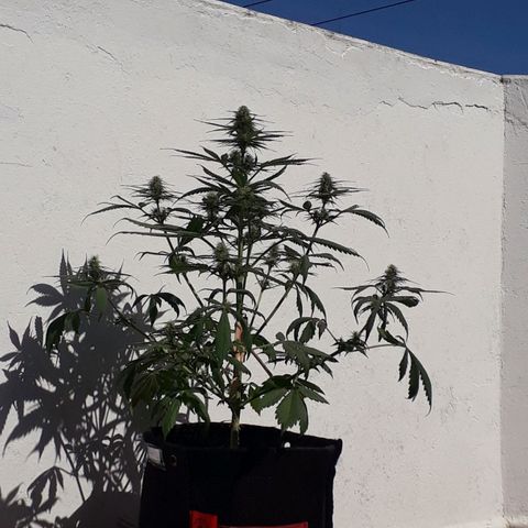 BLACK DOM XXL AUTO growlog photo: Florece felizmente 😊😊😊