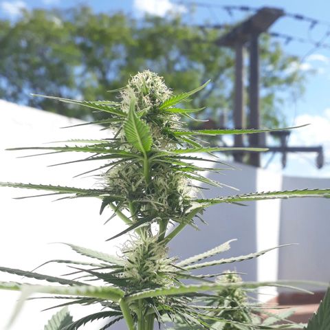 BLACK DOM XXL AUTO growlog photo: Florece felizmente 😊😊😊