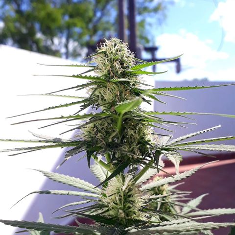 BLACK DOM XXL AUTO growlog photo: Florece felizmente 😊😊😊