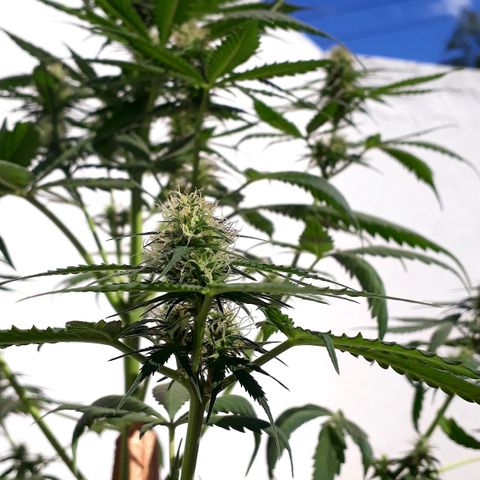 BLACK DOM XXL AUTO growlog photo: Florece felizmente 😊😊😊