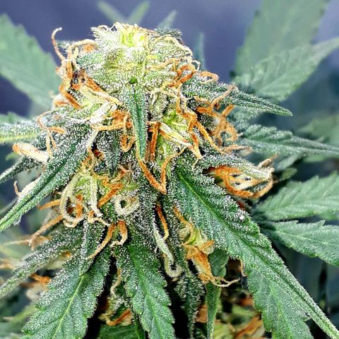 Moby D Auto XXL growlog timeline photo