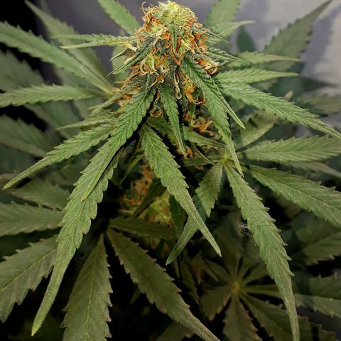 Moby D Auto XXL growlog timeline photo