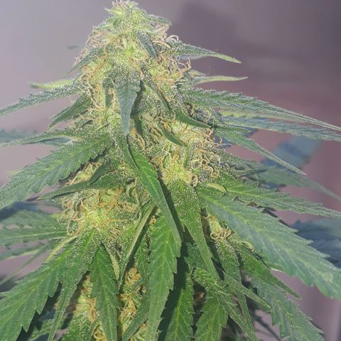 BLACK DOM XXL AUTO growlog timeline photo