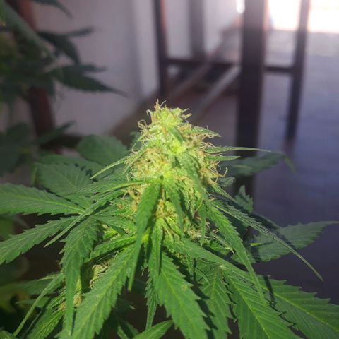 BLACK DOM XXL AUTO growlog timeline photo