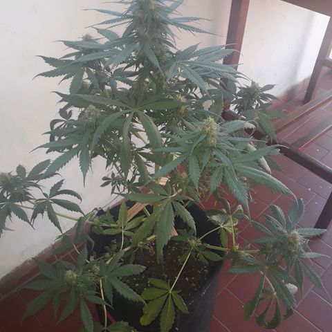 BLACK DOM XXL AUTO growlog timeline photo