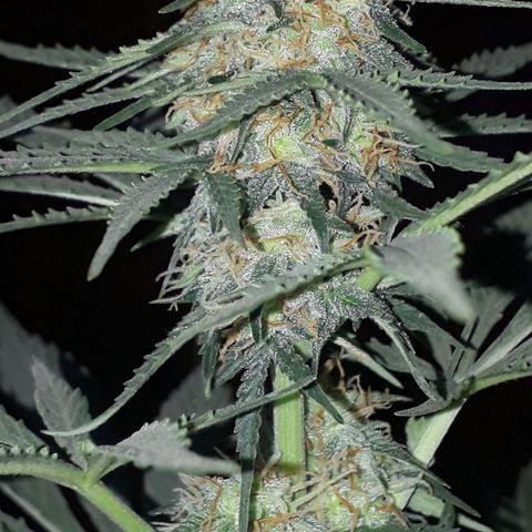 Moby D Auto XXL growlog timeline photo