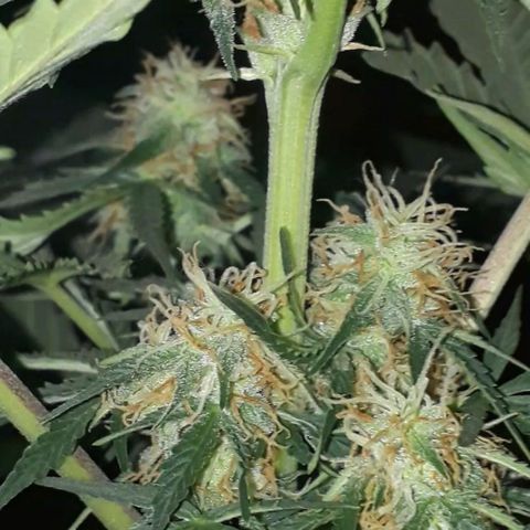 Moby D Auto XXL growlog timeline photo
