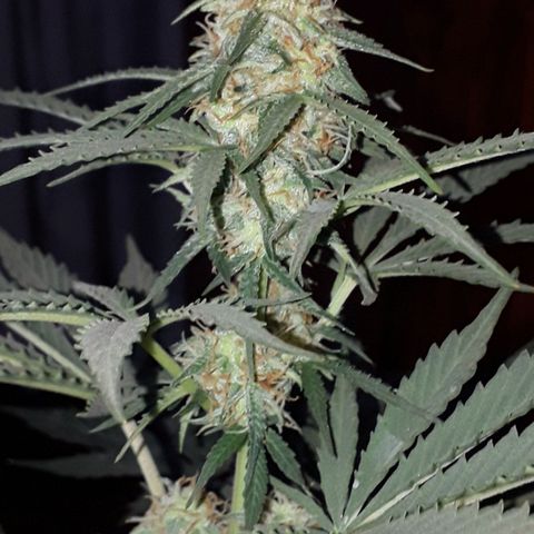 Moby D Auto XXL growlog photo: Corte de alguna de sus hojas mas grandes