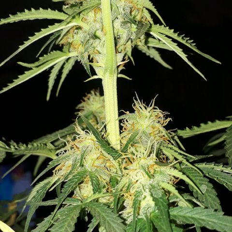 Moby D Auto XXL growlog photo: Corte de alguna de sus hojas mas grandes