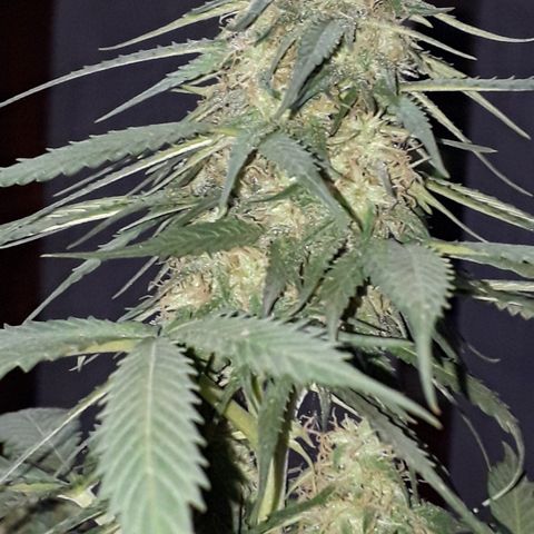BLACK DOM XXL AUTO growlog photo: Corte de algunas de sus hojas mas grandes
