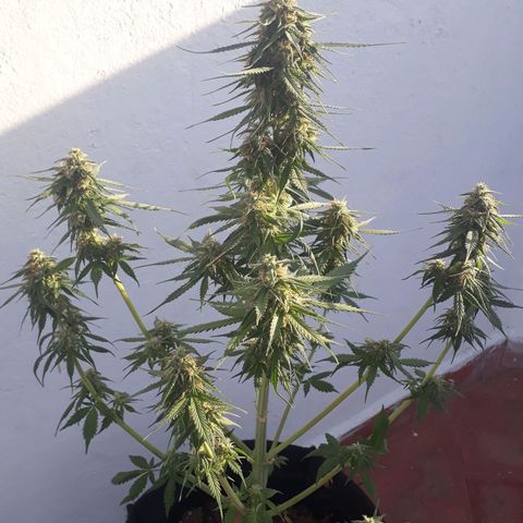BLACK DOM XXL AUTO growlog timeline photo