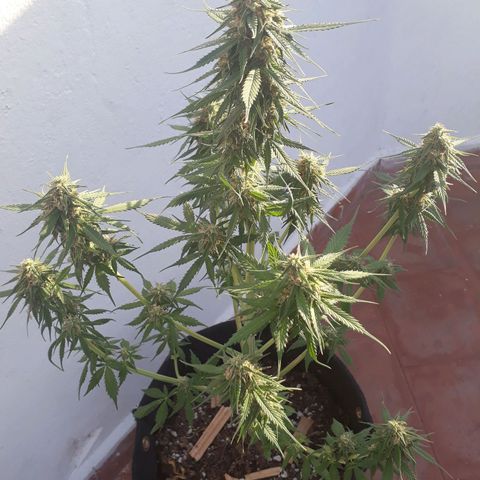BLACK DOM XXL AUTO growlog timeline photo