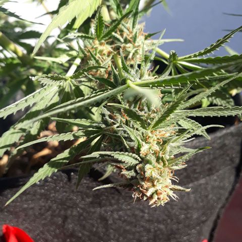 Moby D Auto XXL growlog photo: Le doblé la punta y estoy esperando para cortarla Yo creo que le faltara una semanita nada más
