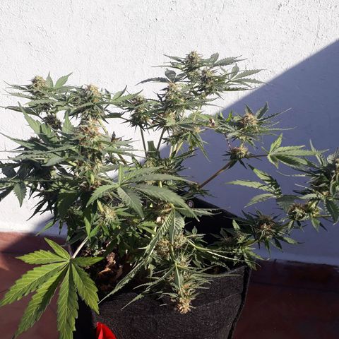 Moby D Auto XXL growlog photo: Le doblé la punta y estoy esperando para cortarla Yo creo que le faltara una semanita nada más