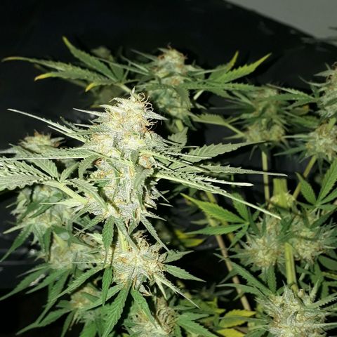 Moby D Auto XXL growlog photo: Fin de su ciclo!!! Vamos vamos que sale!