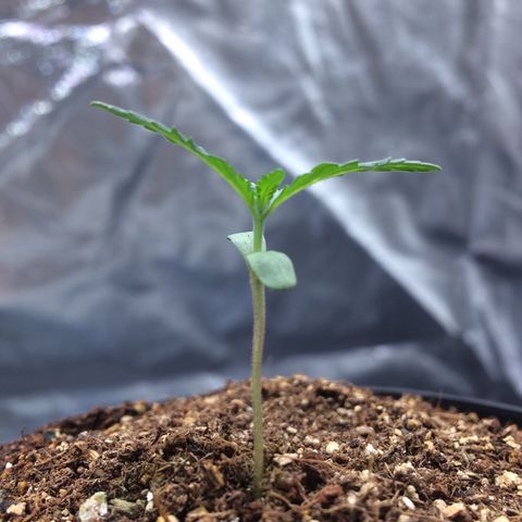 24k Gold growlog photo: segundo par de 1 ponta saindo