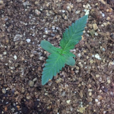 24k Gold growlog photo: segundo par de 1 ponta saindo