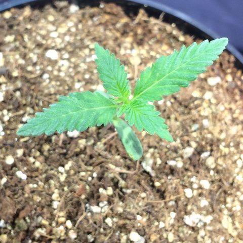 24k Gold growlog photo: 4cm de altura