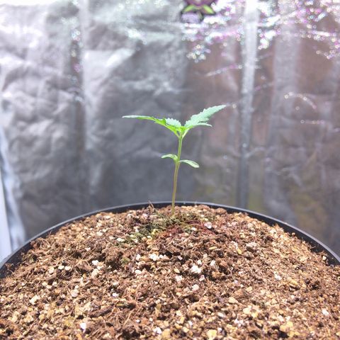 24k Gold growlog photo: 4cm de altura